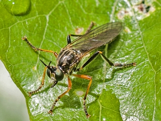 Leptogaster cylindrica