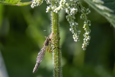 Leptogaster cylindrica