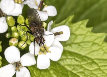 Leucophora sp