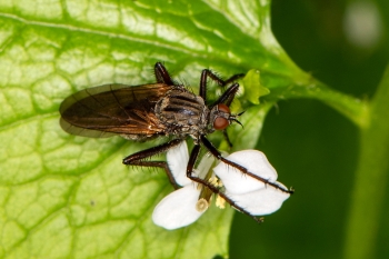 Leucophora sp