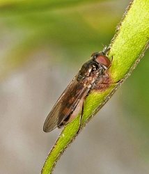 Melanostoma mellinum