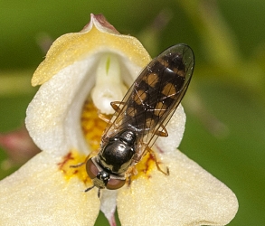 Melanostoma scalare