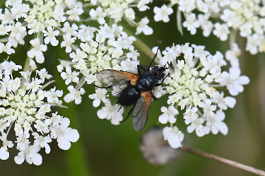 Mesembrina meridiana