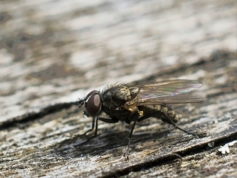 Musca domestica