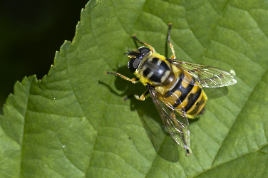 Myathropa florea