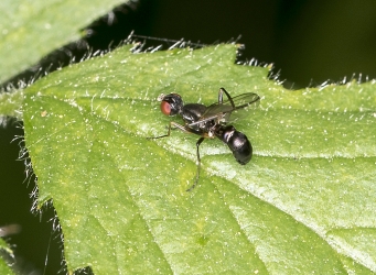 Nemopoda nitidula