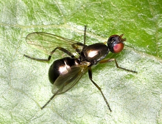 Nemopoda nitidula