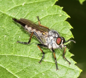 Neoitamus cyanurus