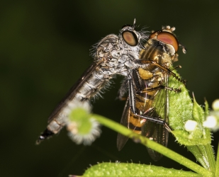 Neoitamus cyanurus