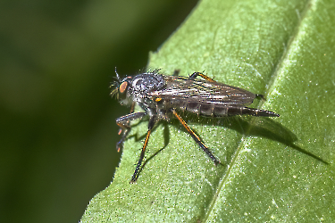 Neotaimus cyanurus