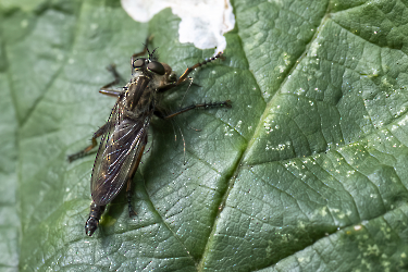 Neotaimus cyanurus