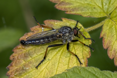 Neotaimus cyanurus