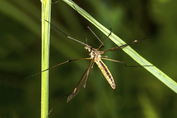 Nephrotoma appendiculata