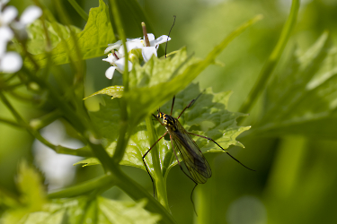 Nephrotoma appendiculata