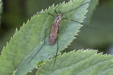 Nephrotoma appendiculata