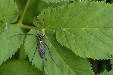 Nephrotoma crocata