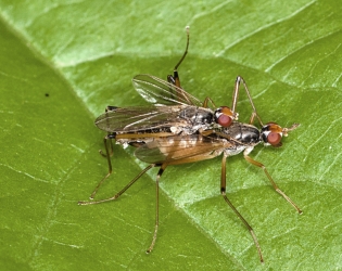 Neria cibaria