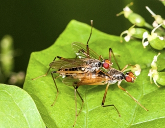 Neria cibaria