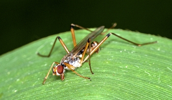 Neria cibaria