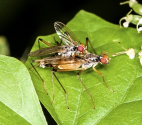 Neria cibaria