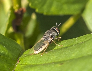 Oplodontha viridula