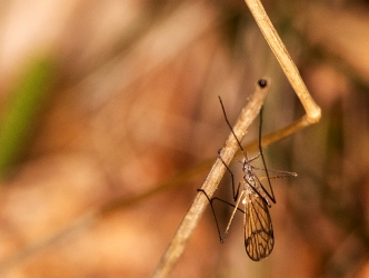 Ormosia lineata