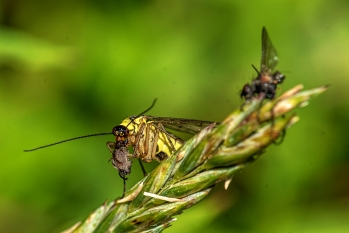 Panorpa communis