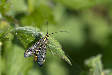 Panorpa communis