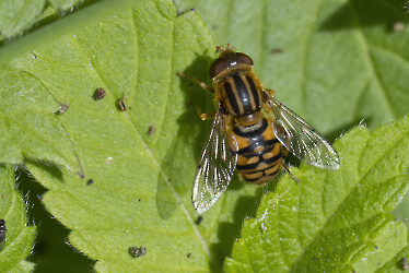 Pargelophilus frutetorum