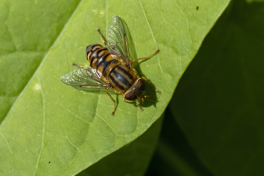 Parhelophilus spec.