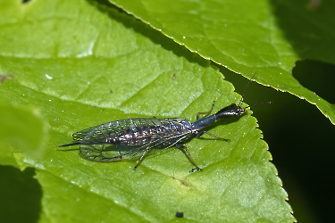 Phaeostigma notata