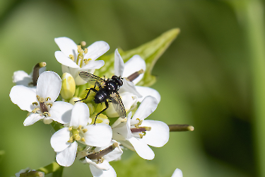 Phania funesta