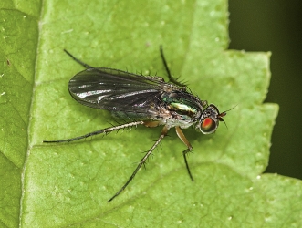 Poecilobothrus nobilitatus