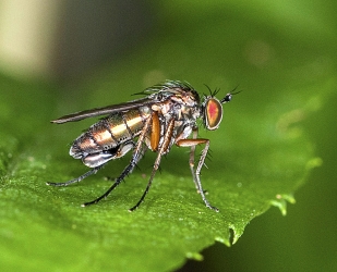 Poecilobothrus nobilitatus