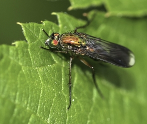 Poecilobothrus nobilitatus