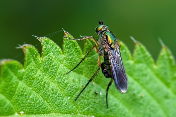 Poecilobothrus nobilitatus