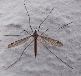 Prionocera spec.