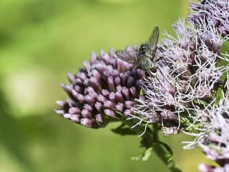 Prosena siberita