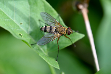 Prosena siberita