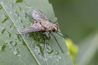 Prosena siberita