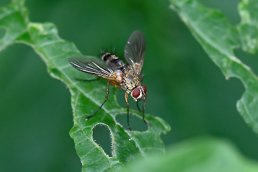 Prosena siberita