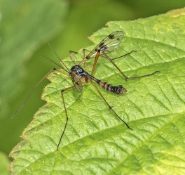 Ptychoptera contaminata