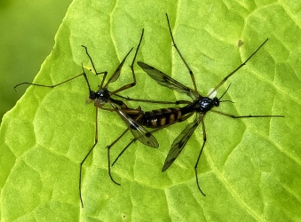 Ptychoptera contaminata