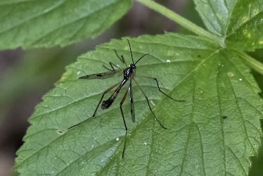 Ptychoptera lacustris