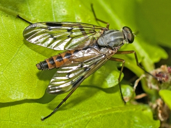 Rhagio scolopaceus