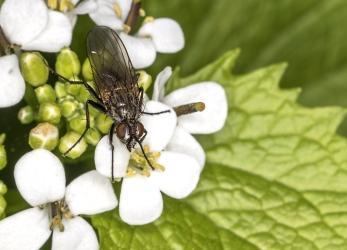 Rhamphomyia spec.