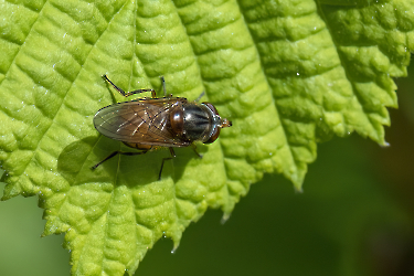 Rhingia campestris