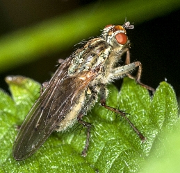 Sarcophagidae sp