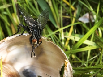 Sarcophagidae sp