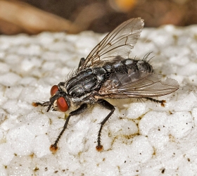 Sarcophagidae sp